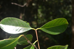 Syzygium hemisphericum