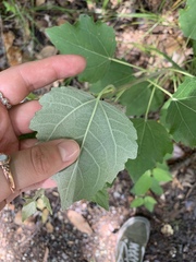 Populus