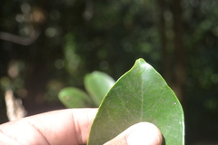 Syzygium hemisphericum