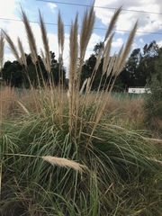 Cortaderia selloana