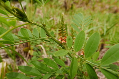 Indigofera suffruticosa