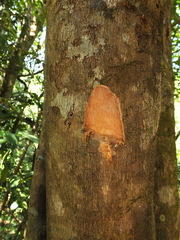 Syzygium hemisphericum