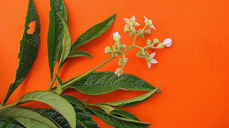 Solanum asperum