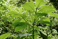 Tournefortia filiflora