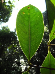 Syzygium hemisphericum