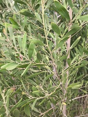 Acacia melanoxylon