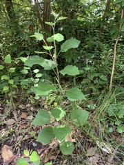 Populus