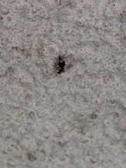 Anthocomus fasciatus