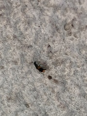 Anthocomus fasciatus
