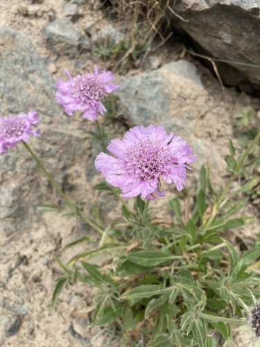 Image of Lomelosia Alpestris (Lomelosia alpestris) by no rights reserved