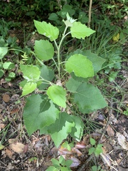 Populus