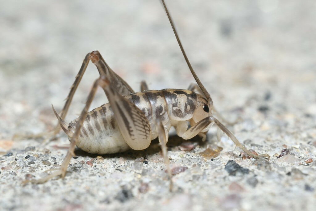 plains camel cricket