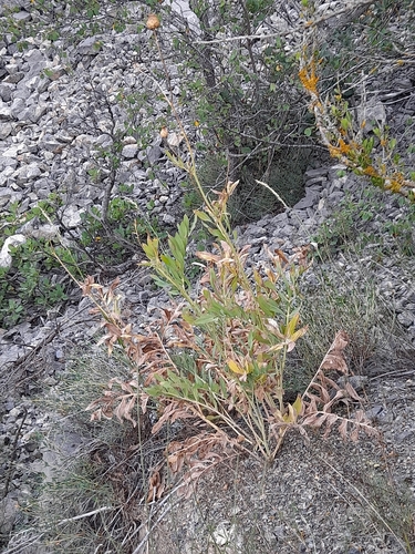 Alpine Knapweed (Rhaponticoides alpina)