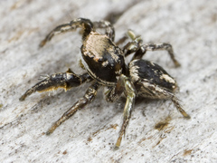 Habronattus klauseri