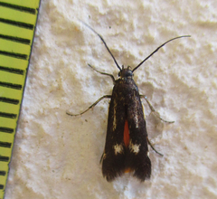 Eretmocera fuscipennis