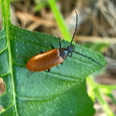 Pseudocistela ceramboides