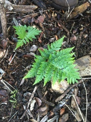 Rumohra adiantiformis