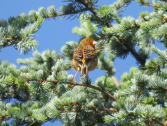 Serinus canaria domesticus
