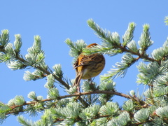 Serinus canaria domesticus