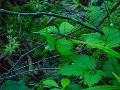 Rubus pubescens