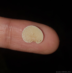 Panellus pusillus
