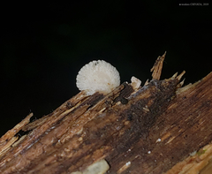 Panellus pusillus