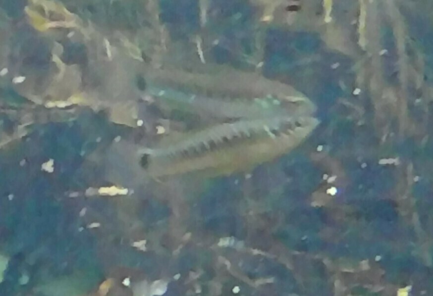 Blue Spotted Guatamala Toothcarp