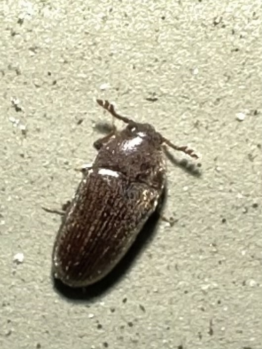 Aulonothroscus convergens