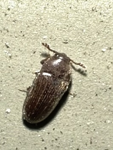 Aulonothroscus convergens