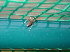 Ischnus inquisitorius