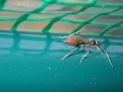 Ischnus inquisitorius