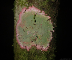 Herpothallon