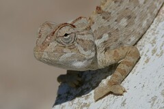 Namaqua Chameleon photo 3
