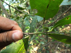 Ixora brachiata