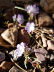 Phacelia exilis