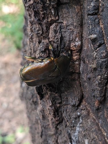 Japanese Drone Beetle photo 2
