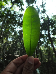Ixora brachiata