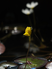 Utricularia aurea