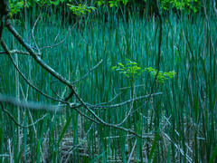 Toxicodendron vernix