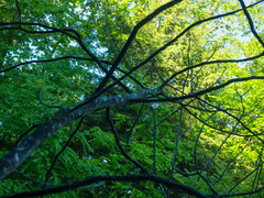 Toxicodendron vernix