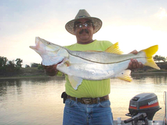 Centropomus undecimalis