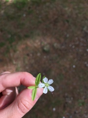 Moehringia lateriflora