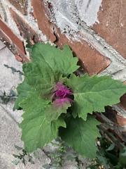 Chenopodium giganteum