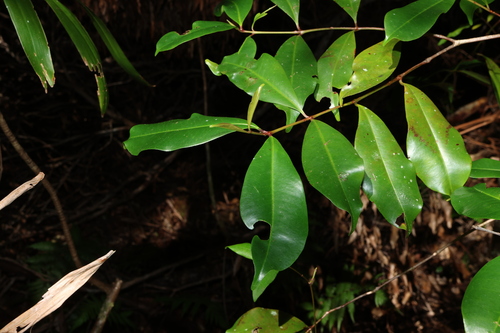 Syzygium johnsonii, 2024-08-02
