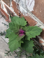 Chenopodium giganteum