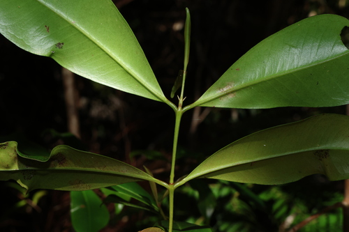 Image of Syzygium johnsonii by (c) Greg Tasney, some rights reserved (CC BY-SA)