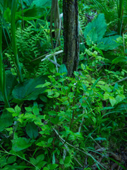 Toxicodendron vernix