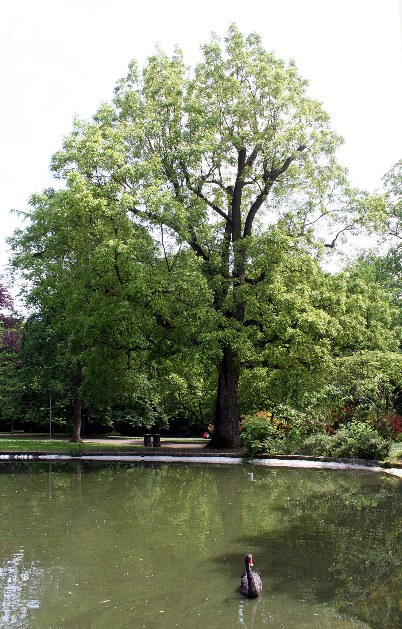 Juglans X intermedia