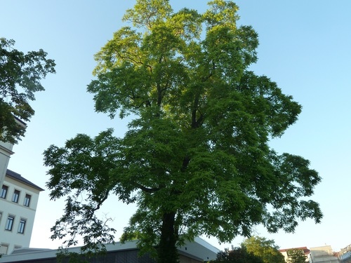 intermediate walnut