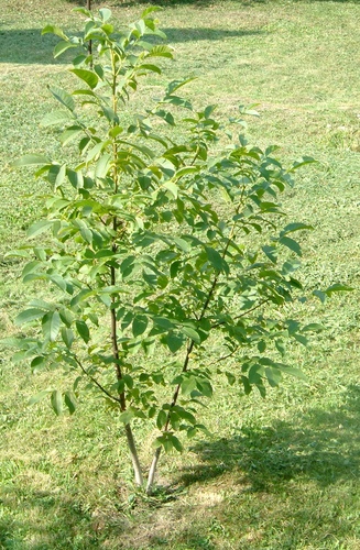 intermediate walnut